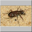 Cicindela hybrida - Duenen-Sandlaufkaefer 19b OS-Engter Sandwand.jpg